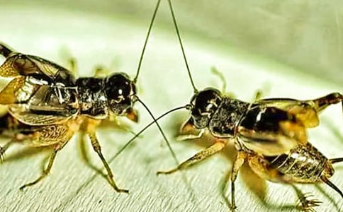 ׽������(���A)