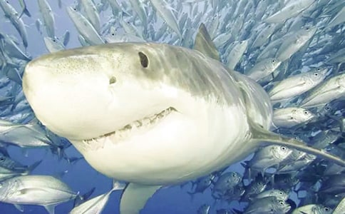 ��˺��ܣ���һ�l�^���΄�(d��ng)�����~