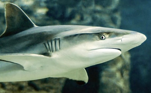 ���~�����ԵĹ���