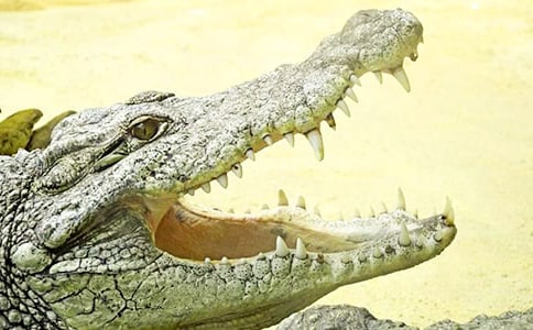 ��(m��ng)Ҋ���{�~ҧ����˼