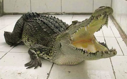 游鱷魚館的作文