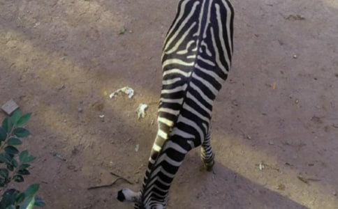 文明禮讓斑馬線活動倡議書