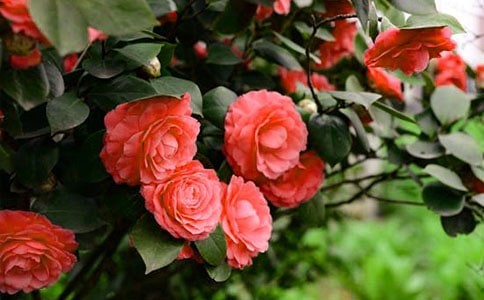 ɽ�軨���ġ���Ʒ15ƪ��