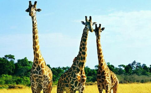 [���A]�L�i¹�ʹ����������^�ӿ��D��Ԓ15ƪ