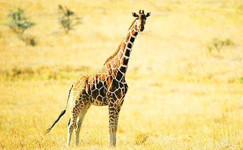 �L�i¹������