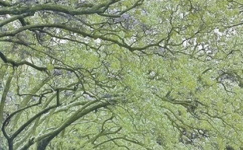 ���L����600��(��(y��u)��)