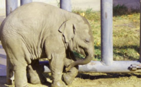 大象背小白兔過河看圖寫話