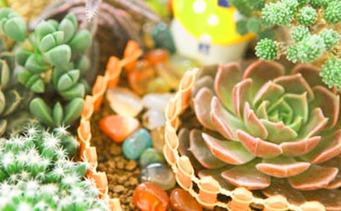 我家的多肉作文優(yōu)秀(9篇)