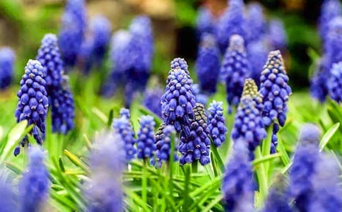 風信子作文100字