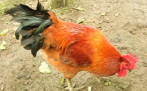 ���u���ľ�Ʒ15ƪ