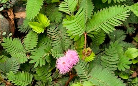 含羞草作文100字