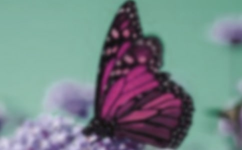 蝴蝶觀后感13篇