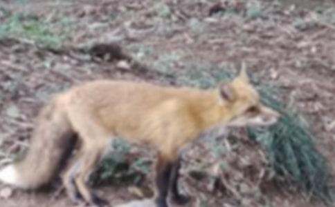 (���A)���f�c��؂����15ƪ