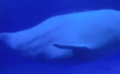 鯨魚的自述作文優(yōu)秀(15篇)