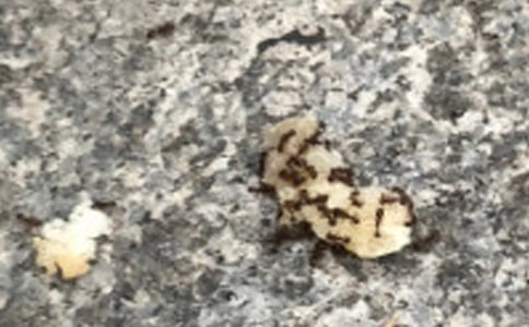 Λρ��ӛ����300��3ƪ