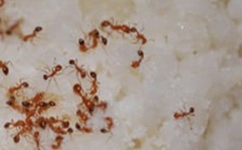 �P��Λρ����ӛ���ļ�����ƪ