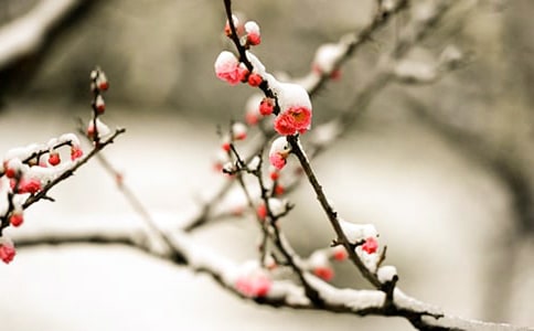 ÷����Ψ���̾�