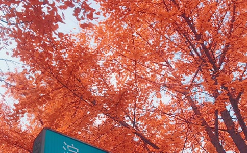 秋日優(yōu)秀作文