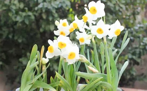 水仙花作文優(yōu)秀【15篇】