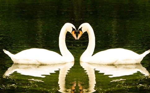 《黑天鵝紫水晶》讀后感(匯編15篇)