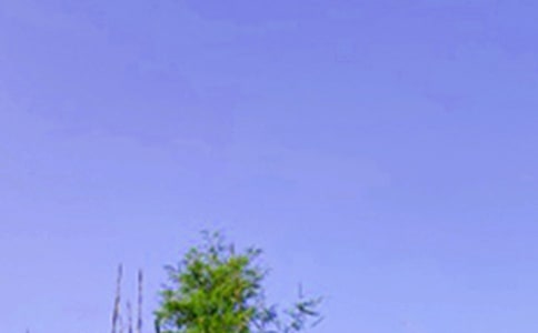 2026���簲���Z(y��)���Ŵ�R��55�l