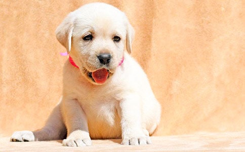 С�W(xu��)���ɐ۵�С�����ąR����ƪ