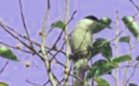 С�B�W(xu��)���I(l��ng)���D��Ԓ