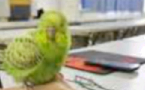 [���A]С�B��������2ƪ