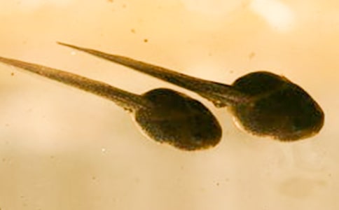 (��Ʒ)С���v�Uӛ����15ƪ