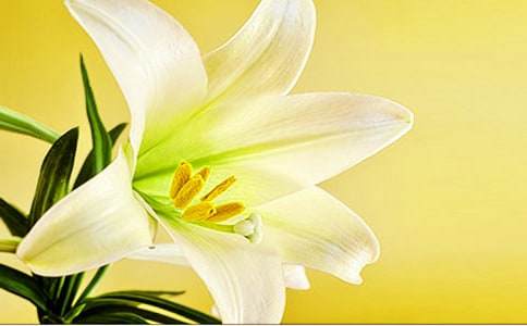 百合花開200字作文