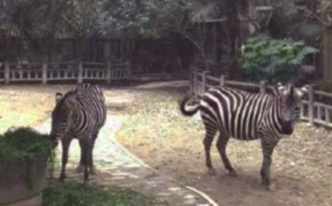 小斑馬奇遇記作文