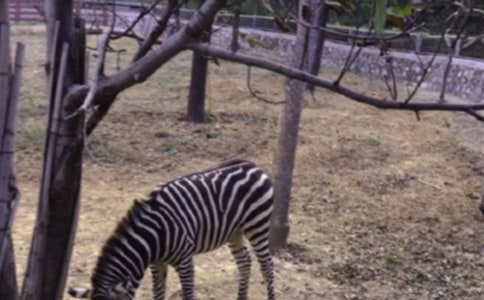 �а����g(sh��)˺�N���󮋡��ɐ�(��i)��С���R���̰�