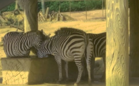 ���P(gu��n)���R��������