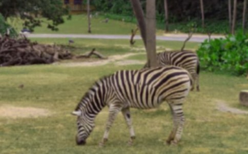 雙酚A對(duì)斑馬魚(yú)胚胎的毒性作用