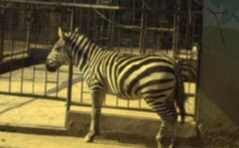 禮讓斑馬線作文15篇