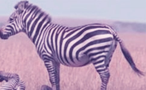 �����Y׌���R�����h���R��8ƪ