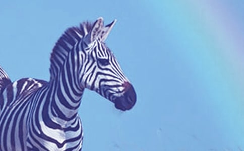 �P(gu��n)�ڰ��R���Y׌��������