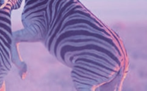 �а����g(sh��)Ư���İ��R