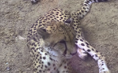 ���ӵ���˼, ���ӵĽ��