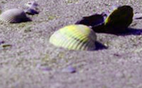 ؐ������