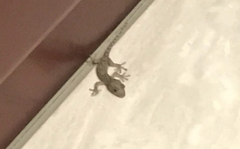 �P(gu��n)�ڱڻ�������