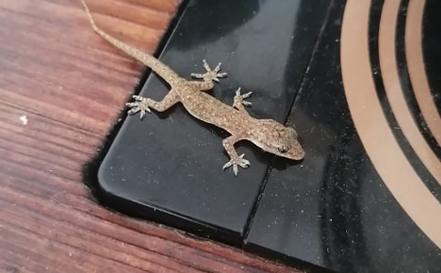 小壁虎借尾巴作文200字(通用22篇)