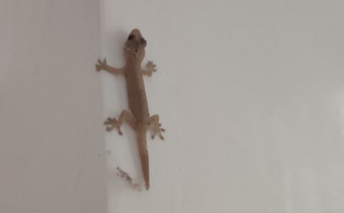 小壁虎作文四年級