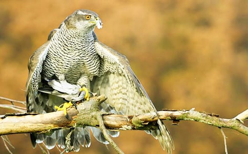 �Gˮ�n�����~��ɢ��