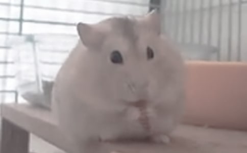 【精華】倉鼠觀察日記4篇