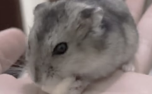 倉(cāng)鼠觀察日記(15篇)