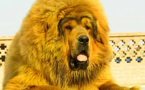 �x������ɻ꡷�и�