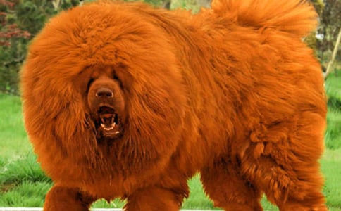 讀藏獒渡魂有感