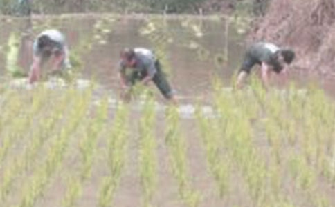 ���������̰�