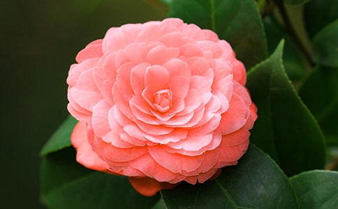 �P(gu��n)��������ɽ�軨��(y��u)������